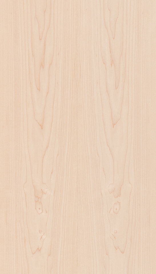 Decorativo Maple americano