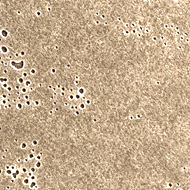 TRI Finsa Infinite Tricoya Tex